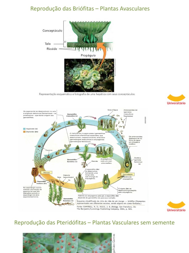 Reprodução Vegetal | PDF