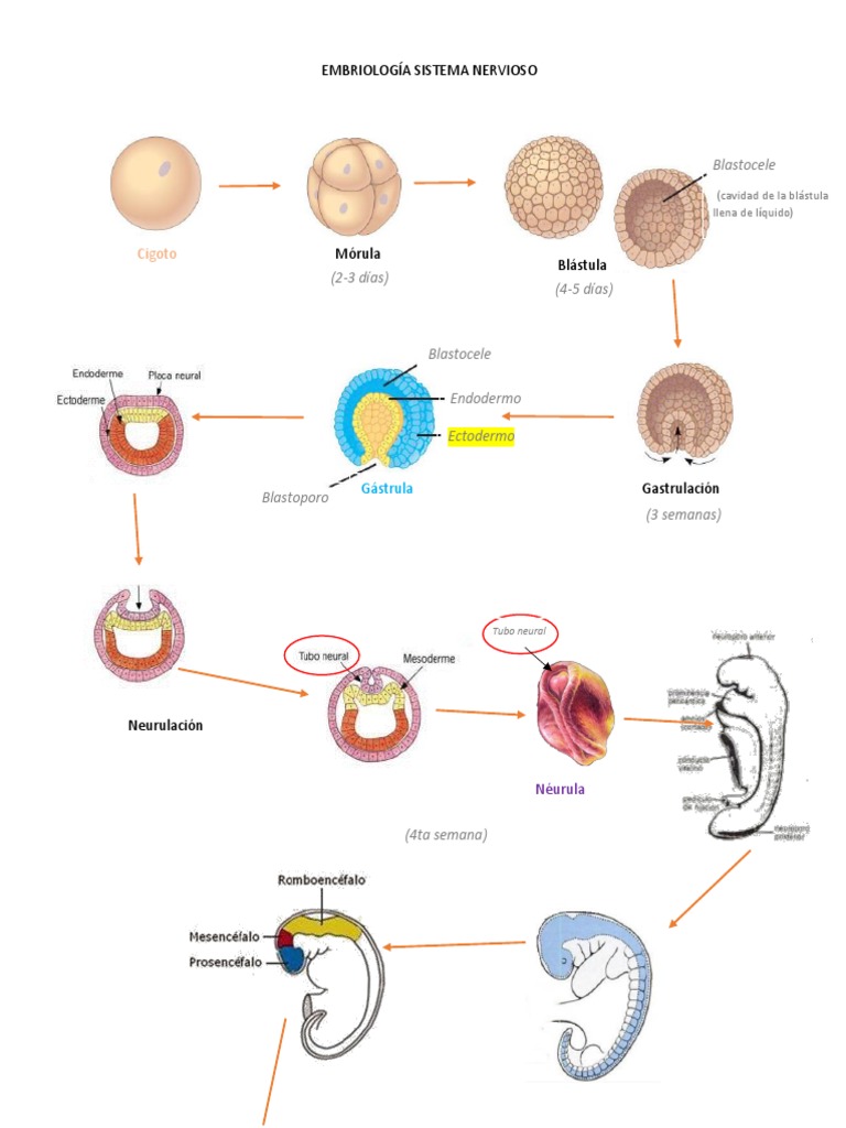 Embriología Sistema Nervioso Pdf