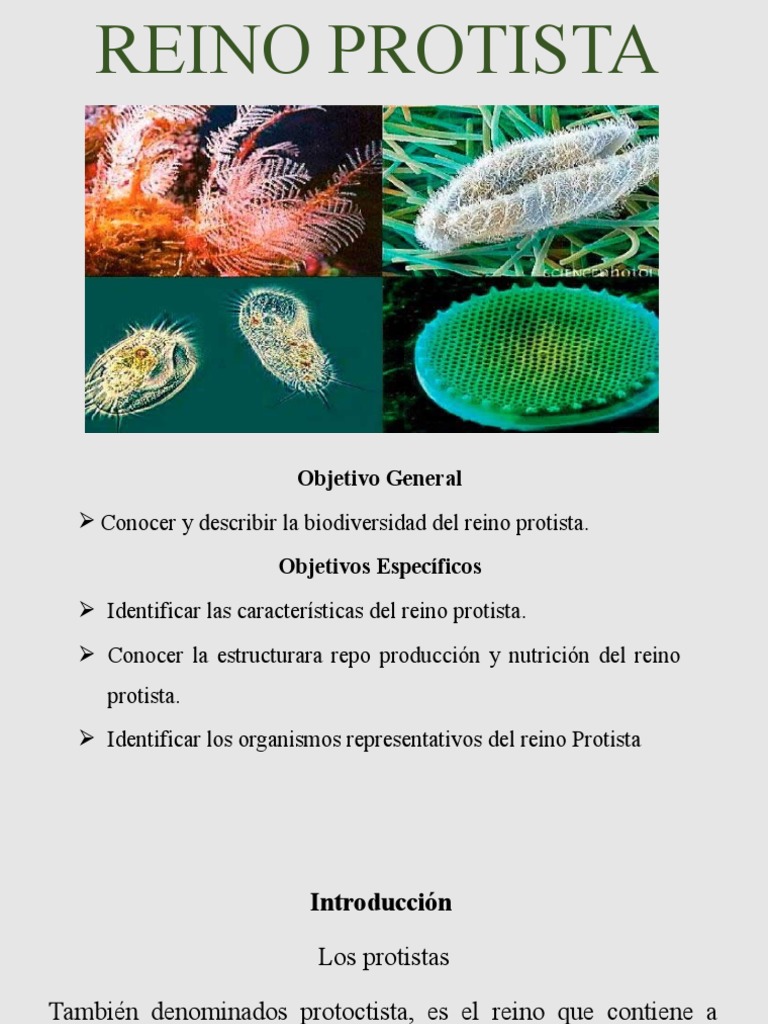 Reino Protista | PDF | Eucariotas | Plantas