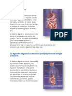 Que Es El Sistema Gastrointestinal