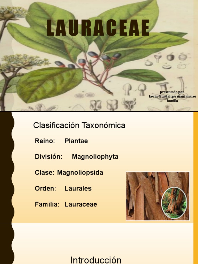 lauraceae-2-0-pdf-aguacate-morfolog-a-vegetal