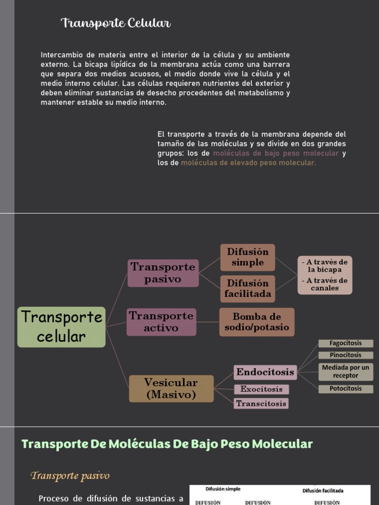Transporte Celular | PDF