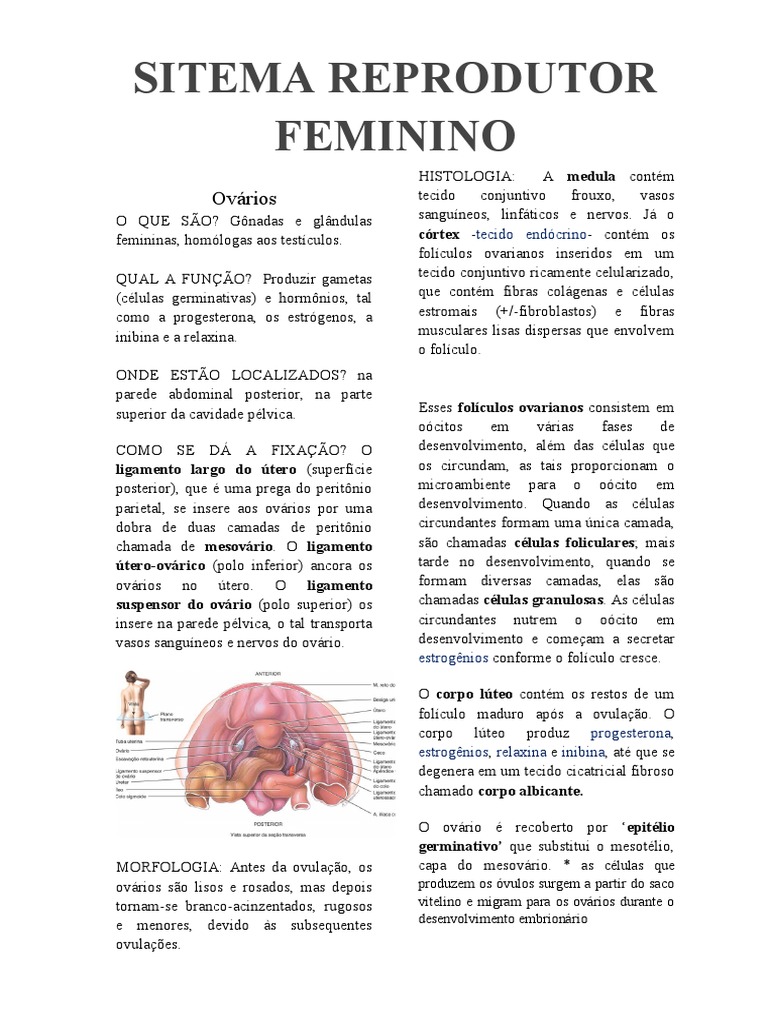 Sistema Reprodutor Feminino | PDF | Ovário | Gravidez, image size:768x1024