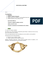 3er Parcial Anatomía