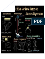 Clasificación de Los Huesos