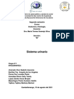 Sistema Urinario. Anatomia