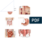 gambar organ pencernaan