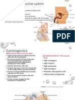 Male Reproductive System