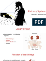 Urinary System Organs Functions Kidneys Nephrons Filtration Reabsorption