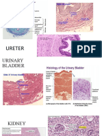 Final Topics Labeled Histological Parts