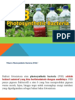 Photosynthetic Bacteria