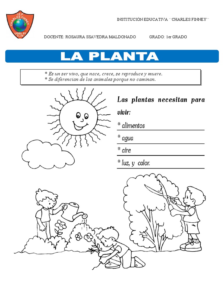 Partes de la Planta para Niños | PDF | Plantas | Hoja