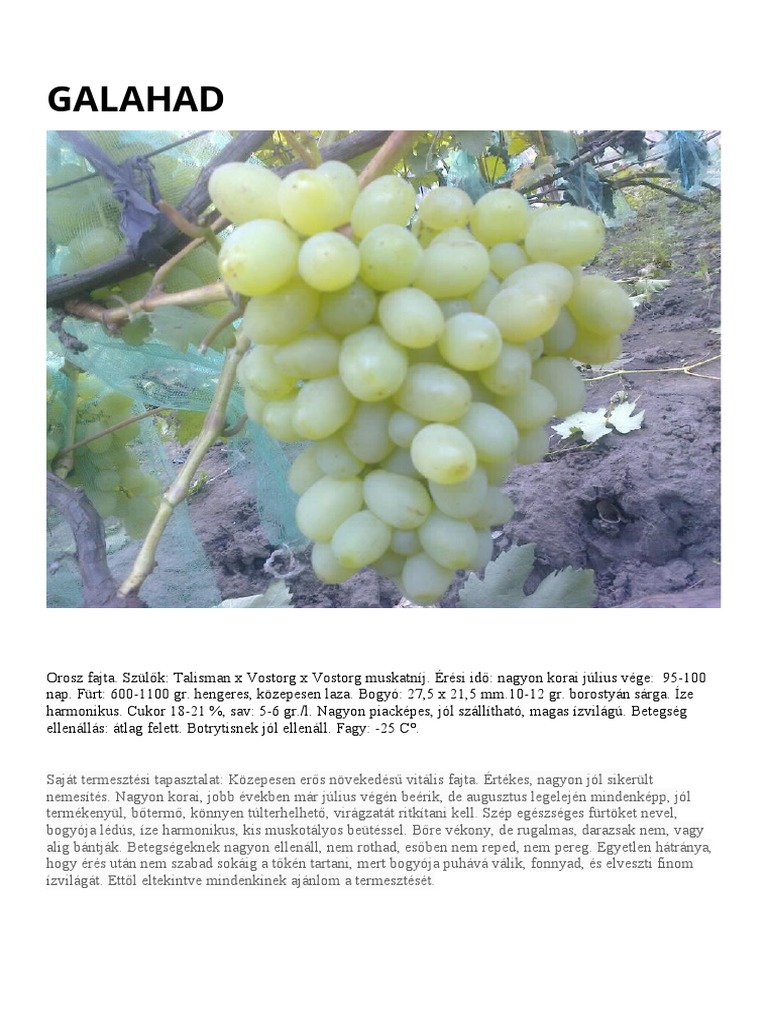Galahad PDF