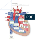 Anatomia Del Corazón