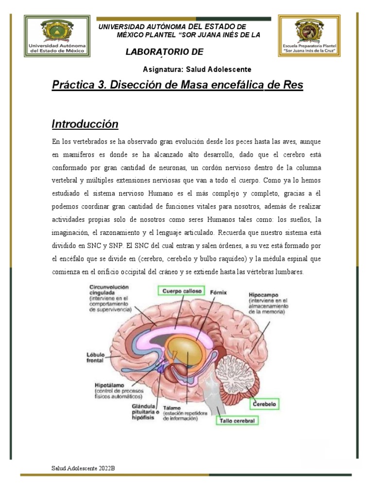 Práctica Disección de Masa Encefálica de Res 2022B | PDF | Cerebro ...