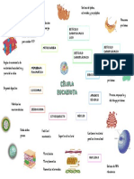 Síntesis y funciones de lípidos, esteroides y fosfolípidos