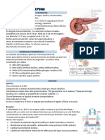 Anatomía e histología del páncreas