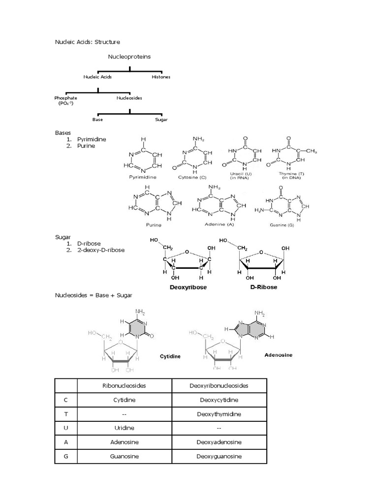 Structure of Nucleic Acids | PDF | Nucleic Acids | Dna