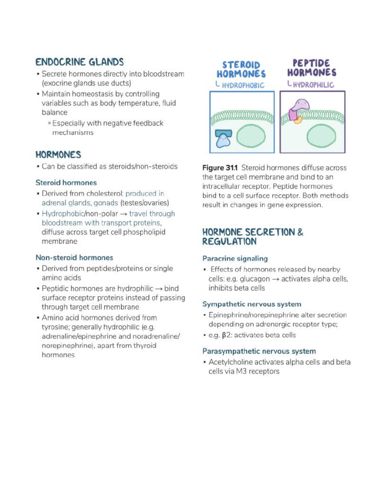Endocrine Review PDF
