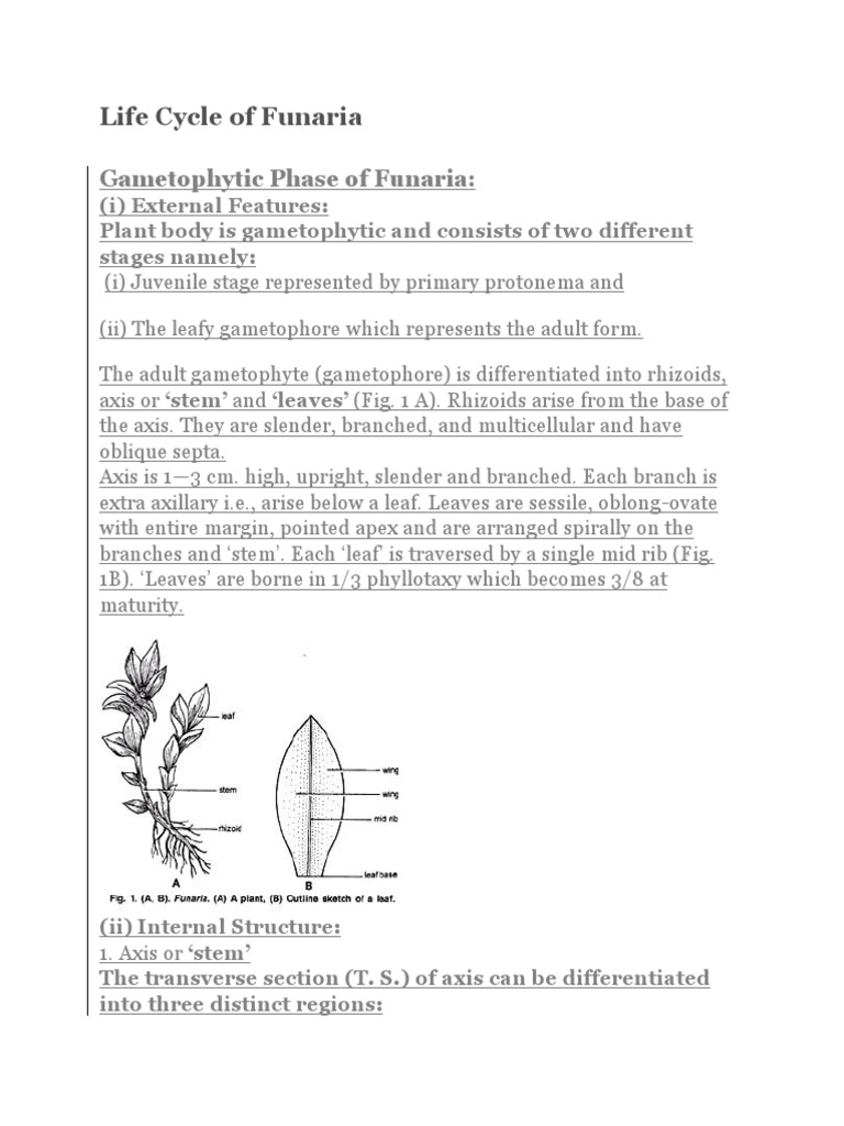 FUNARIA | PDF | Plants | Eukaryotes