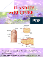 Nail and Its Structure