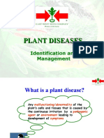 PLANT DISEASE IDENTIFICATION AND MANAGEMENT