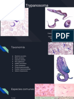 Trypanosoma