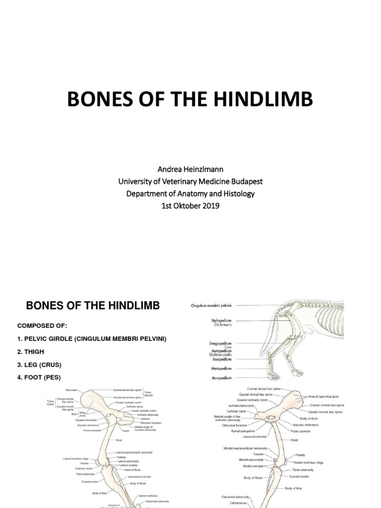 Bones of The Hindlimb | Download Free PDF | Pelvis | Hip