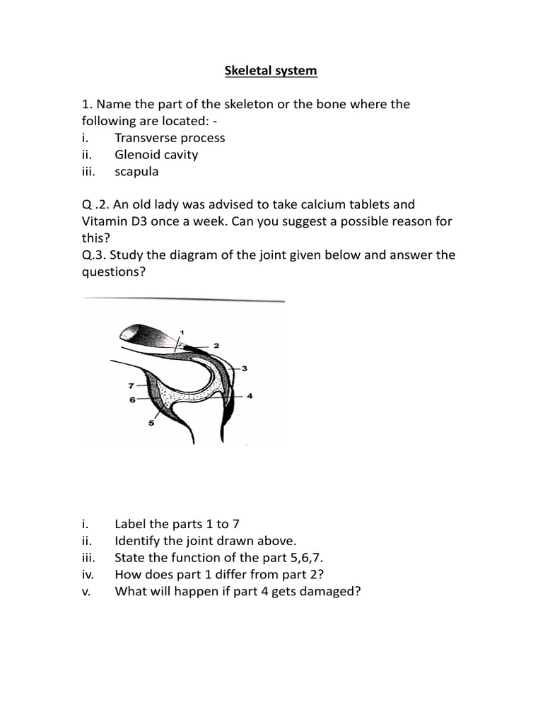 Skeletal System Questions And Answers Quizlet
