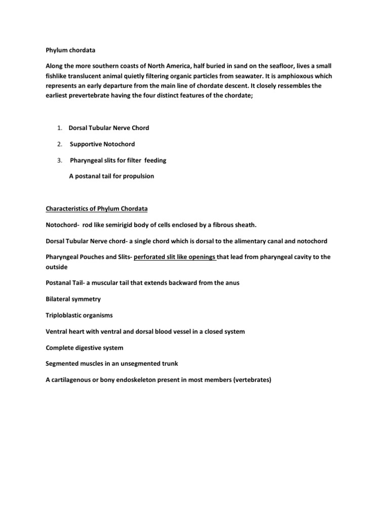 Phylum Chordata | PDF
