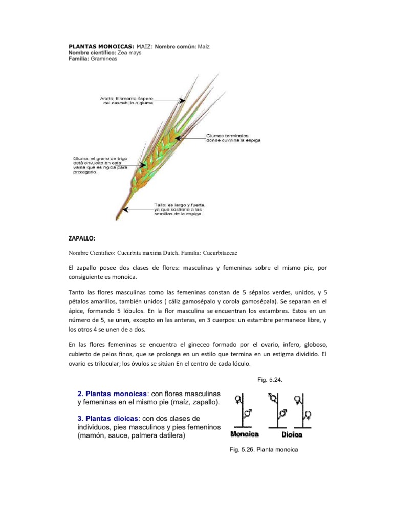 Plantas Monoicas