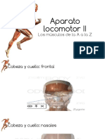 Aparato Locomotor II