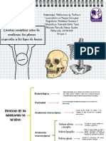 División de La Anatomía