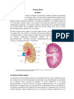 Sistema Renal