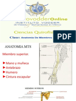 Anatomia MTS