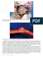 Patologia Veterinária - Santos e Alessi 2 Ed.