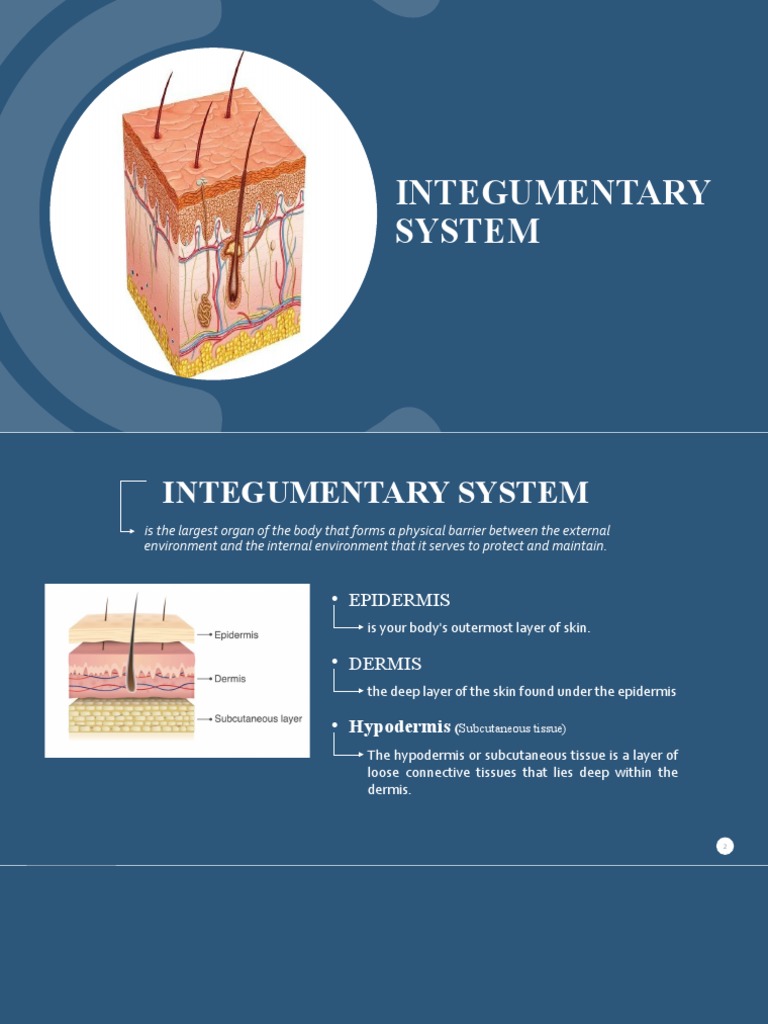 Overview of the Integumentary System | PDF