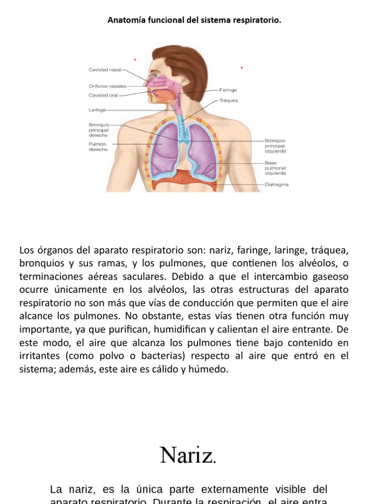 Anatomia Del Sistema Respiratorio Pdf Pulmón Respiración