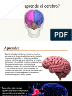 Como Aprende El Cerebro