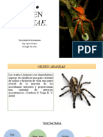 Orden Araneae