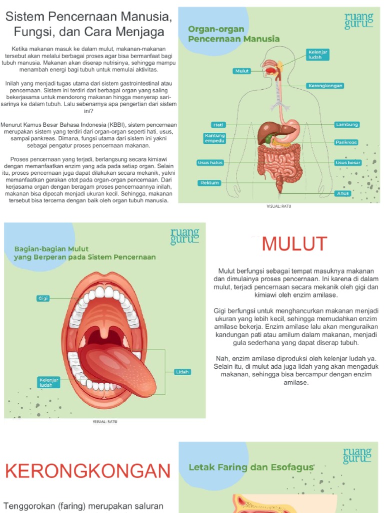 Sistem Pencernaan Manusia | PDF