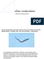Enterobius Vermicularis