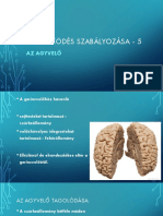 Életműködés Szabályozása - 5 - Agyvelő