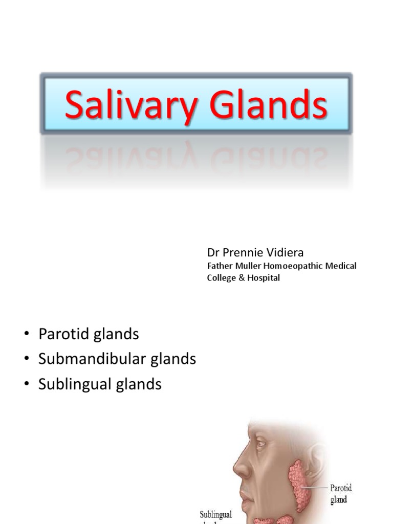 Salivary Glands Biology Diagrams