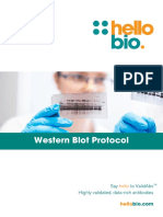 Western Blot Protocol