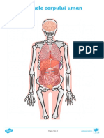 scheletul-si-organele-corpului-activitate-de-taiere-si-lipire_ver_1