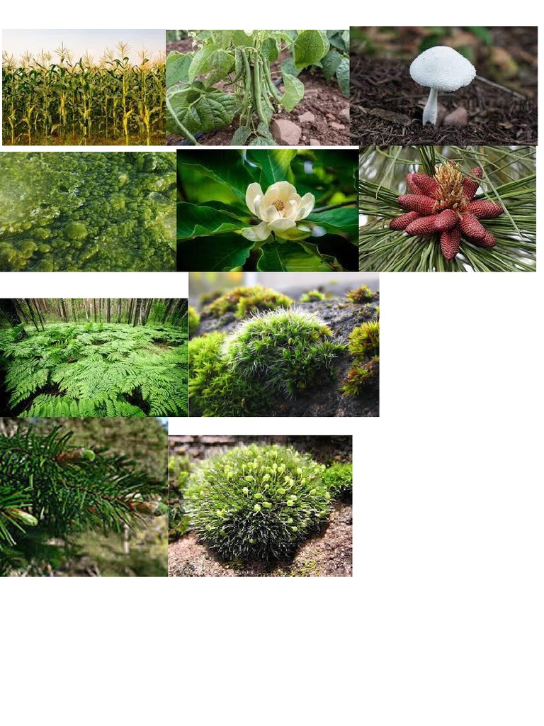 Project Pictures To Print | PDF