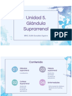 Glándula suprarrenal: anatomía, fisiología y hormonas