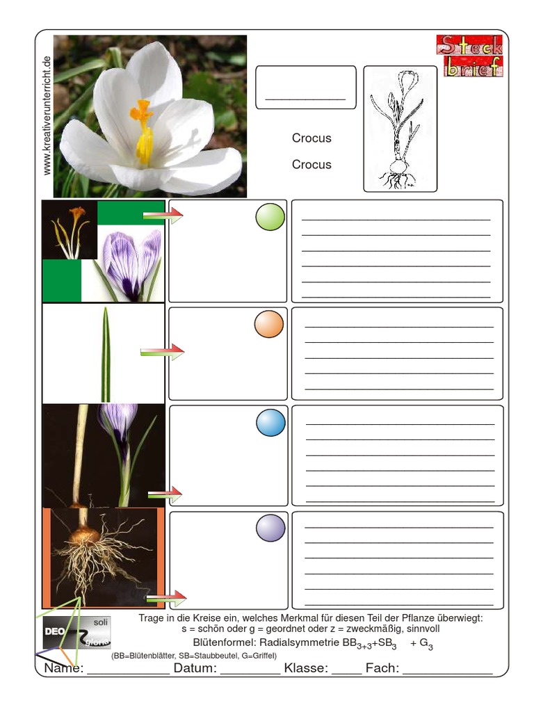 Steckbrief Krokus | PDF