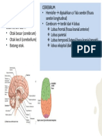 Anatomi: Otak Terdiri Dari: - Otak Besar (Cerebrum) - Otak Kecil (Cerebellum) - Batang Otak